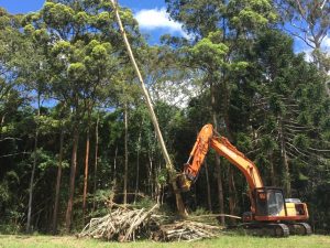 Tree Felling Removal service Sunshine Coast