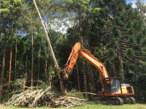 Tree Felling Removal service Sunshine Coast