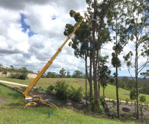 Tree Removal Sunshine Coast Gympie Hinterland