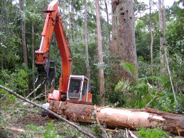 Tree Felling & Removal - All Tree Works - Sunshine Coast South East QLD