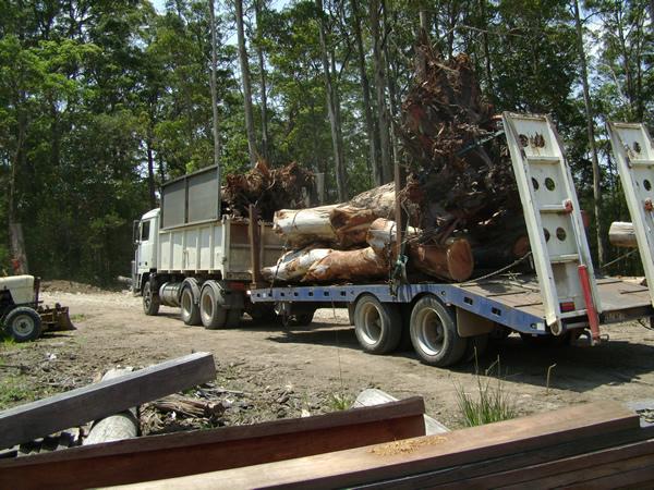 tree log removal Sunshine Coast