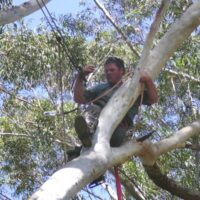 Tree Pruning Sunshine Coast Hinterland
