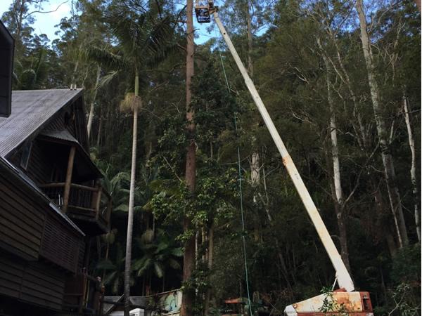 tree removal with boom lift Sunshine Coast