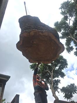 tree stump removal Sunshine Coast
